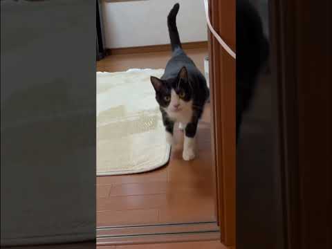 「  聞いて聞いて、私の鼻ピーピー」(YouTube)