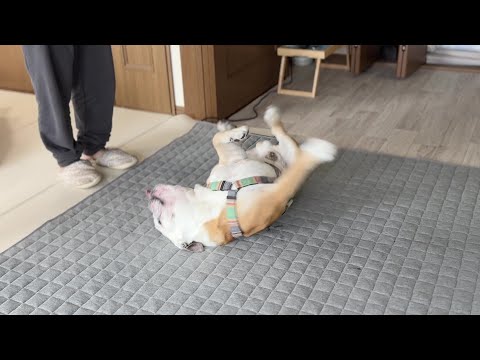 ゴネればお散歩が無くなるのでは？と僅かながらの希望を胸に、部屋中で暴れまわるブルドッグのぶるまる、、(YouTube)