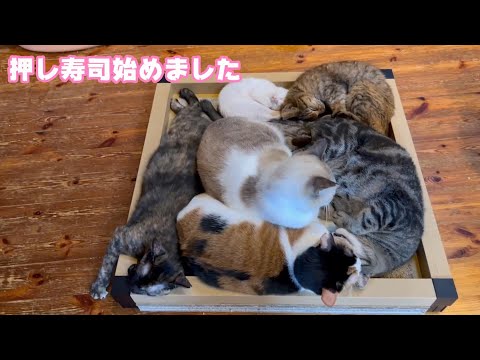 2024 11 18 2  南の島産 押し寿司始めました   2024 11 18 2(YouTube)
