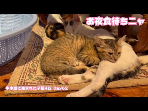 至福の時間 お夜食待ちニャン  牛小屋で産まれた子猫4匹 Day62 Neo118 Sora95  2024 11 11 1(YouTube)