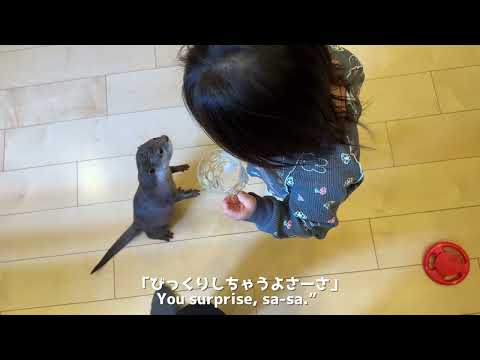 なぜか自分の足の匂いをカワウソに嗅いでほしい子供が面白すぎる 笑 The kid who wants the otter to smell his feet is too funny.(YouTube)