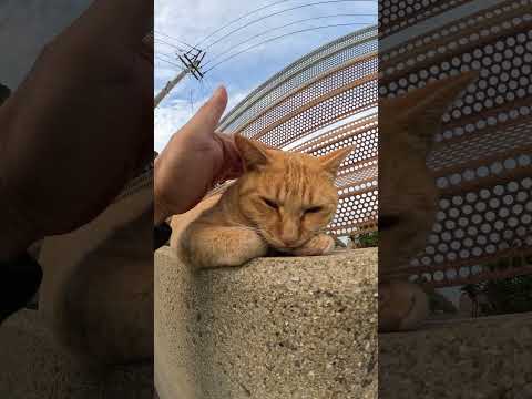 凶暴な茶トラ猫に握手を求めた結果・・・ #猫 #cat #ねこ(YouTube)