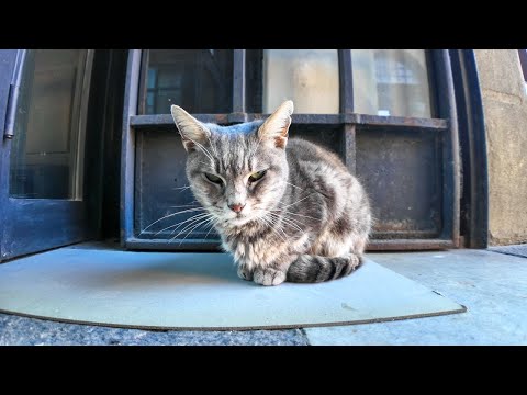 お城の猫ちゃん、事務所が開くのを待っています(YouTube)
