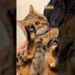 いつも文句だらけの猫が、知らない人がきて黙る瞬間 #ルトロゼ #ベンガル #cat(YouTube)