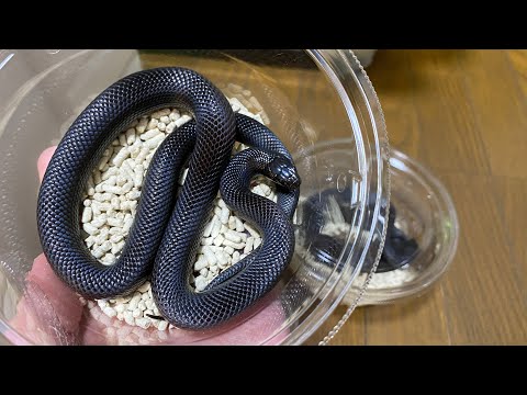 【石川県初開催】の爬虫類イベントに連れて行く生体と新グッズを紹介します(YouTube)