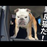 誰も思いつかない方法で、遊びに来た野良猫を不本意にも撃退してしまうブルドッグ…(YouTube)