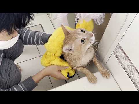 息子に優しく洗ってもらって、ちょって照れくさそうな猫(YouTube)