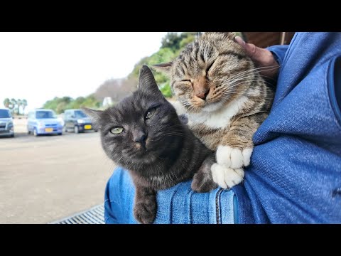 猫島の港のベンチに座ると猫が膝の上に乗ってきた(YouTube)
