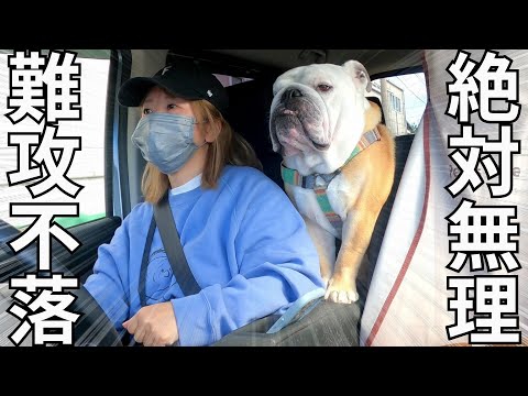 「ワクワクお出かけ♪」のはずが、目的地を聞いてママを嫌いになってしまったブルドッグ(YouTube)