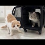 サロン帰りで匂いが変わった兄を忘れてしまった猫がまさかの反応に…(YouTube)