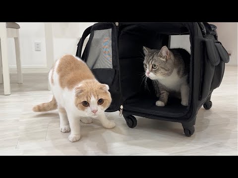 サロン帰りで匂いが変わった兄を忘れてしまった猫がまさかの反応に…(YouTube)