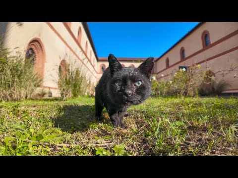 お城の中庭の管理人は黒猫ちゃん(YouTube)