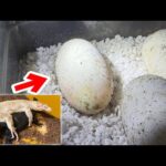 貴重なオオトカゲの卵に光を当てて検卵してみると・・・(YouTube)