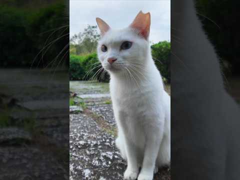 公園の白猫ちゃんカワイイ(YouTube)