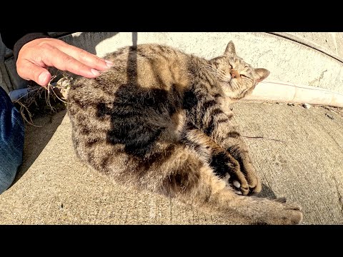 ぷっくりと太ったうずまき模様のキジトラ猫をモフる(YouTube)