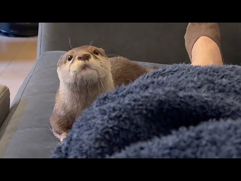 一緒に昼寝準備中のカワウソと飼い主 Otter and owner preparing for a nap together.(YouTube)