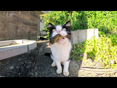 魚を咥えた猫達がライバル猫に取り囲まれて身動きが取れなくなる(YouTube)