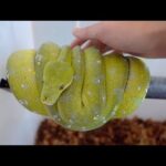 今から生きたネズミを食べさせます(YouTube)