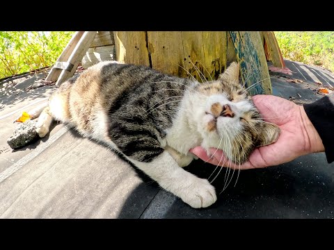 海が見える展望台で観光客をお出迎えしてくれるキジシロ猫ちゃん(YouTube)