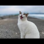 防波堤の上の猫ちゃん、撫でると返事をしてカワイイ(YouTube)