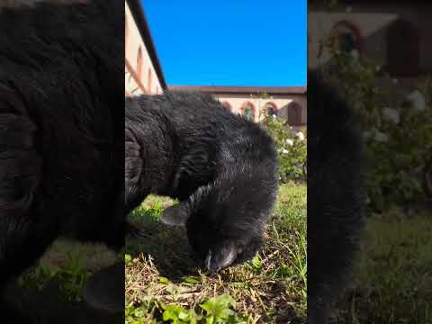 お城の中庭の管理人は黒猫ちゃん(YouTube)