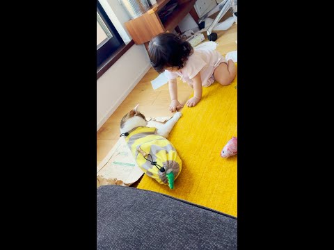 猫と赤ちゃん | ハイハイ指南とティッシュ無限地獄(YouTube)