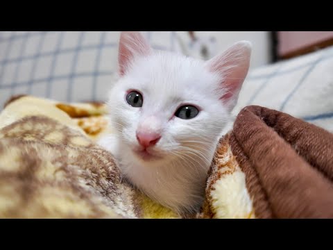 頭に小さな模様のある白猫ちゃん、膝の上に乗ってきてカワイイ(YouTube)