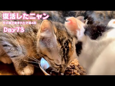 復活したニャン  牛小屋で産まれた子猫4匹 Day73 Sora105  2024 11 22 1(YouTube)