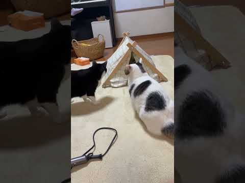 野次馬、いや、野次猫、いや、野次和菓子(YouTube)