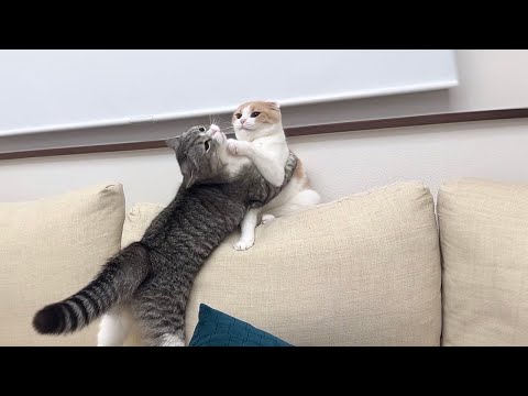 大好きな弟にハグしようとしたら拒否された兄猫がこうなっちゃいました…www(YouTube)