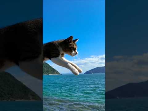 飛び猫 #猫 #猫島(YouTube)