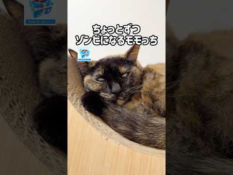TikTok配信でゾンビになるサビ猫モモちゃんw #shorts(YouTube)