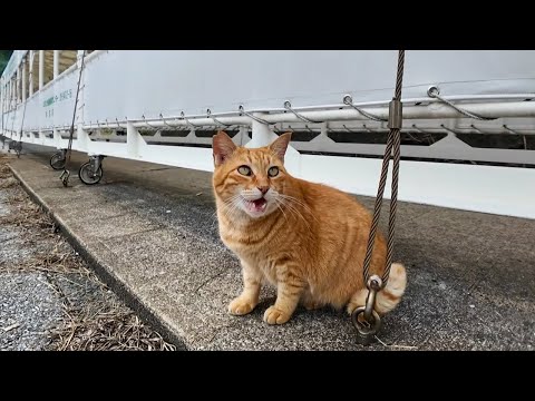漁港の茶トラ猫ちゃん、背中を撫でると足元にすり寄ってきてカワイイ(YouTube)