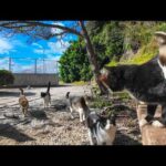 猫島で港町を歩くと猫がたくさん集まってきて楽しい(YouTube)