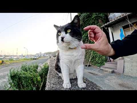 分厚いほっぺたに鎌の刃があたっても気付かないハチワレ猫(YouTube)