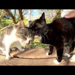 キジシロ猫をナデていると仲間猫達もベンチにのってモフられにきた(YouTube)