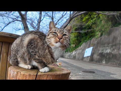 山の上の集落から付いてきた猫のグループ、中腹にある休憩所で座ると隣に座ってきた(YouTube)