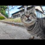 公園の入口でちょっと太めのキジトラ猫ちゃんがモフられにきた(YouTube)