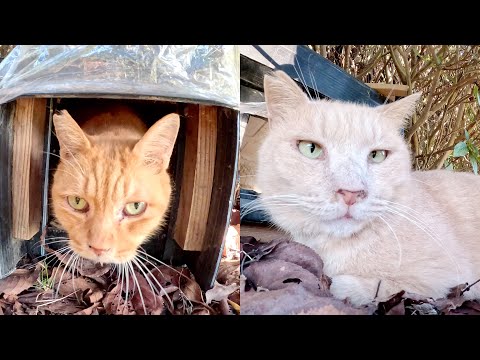 クリーム猫が大好きな茶トラ猫と相部屋できずにガッカリする(YouTube)