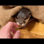 寝袋に詰まってなかなか出てこなくなったもぞもぞカワウソ Otter won’t come out of sleeping bag(YouTube)