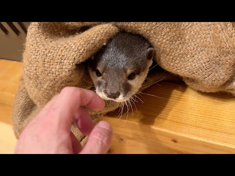 寝袋に詰まってなかなか出てこなくなったもぞもぞカワウソ Otter won’t come out of sleeping bag(YouTube)