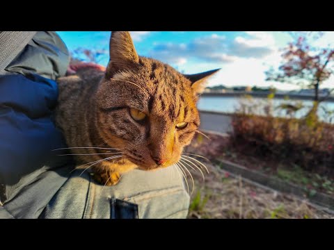 公園の池の側にいた猫ちゃん、ナデナデすると膝の上に乗ってきた(YouTube)