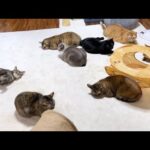 寒くなったのでホットカーペットをつけてみると大家族が集合しました(笑)(YouTube)
