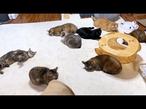 寒くなったのでホットカーペットをつけてみると大家族が集合しました(笑)(YouTube)