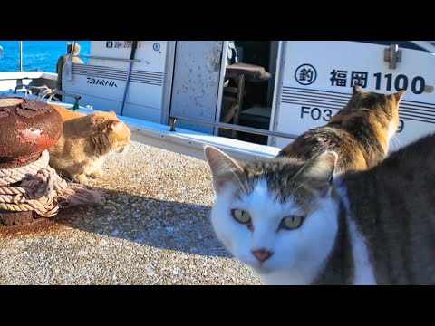港に漁船が帰ってきたので猫たち総出でお出迎え(YouTube)