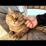 強面のボス猫にほっぺたマッサージをしてみたら・・・(YouTube)