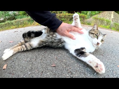 キジシロ猫が長い尻尾を上手に折りたたんでゴロンと寝転がる(YouTube)