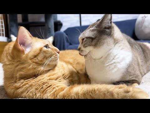 突然カメラを向けると元気な声でお話しする茶とラ猫(YouTube)