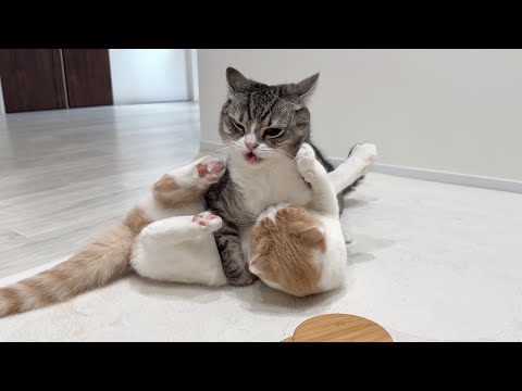 猫たちの兄弟喧嘩がエスカレートして初めて怪我する事態になってしまいました…(YouTube)