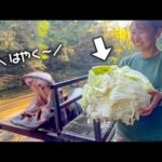 巨大キャベツが待ちきれなくて開いた口が塞がらないカバ(YouTube)